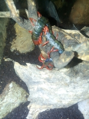 Cormocephalus nitidus