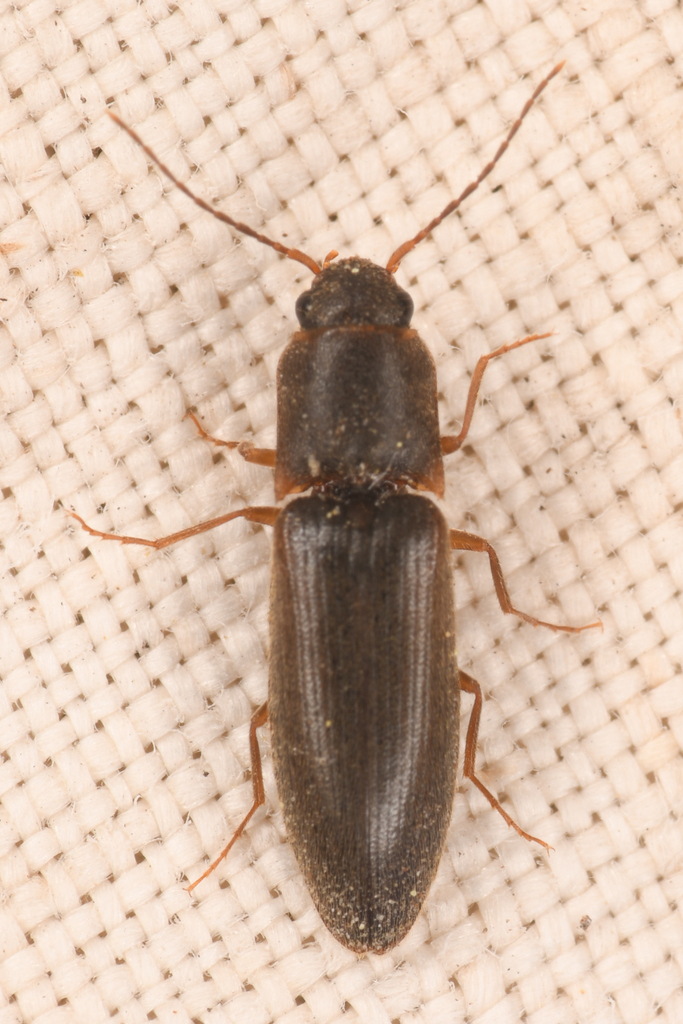 Dalopius tularensis