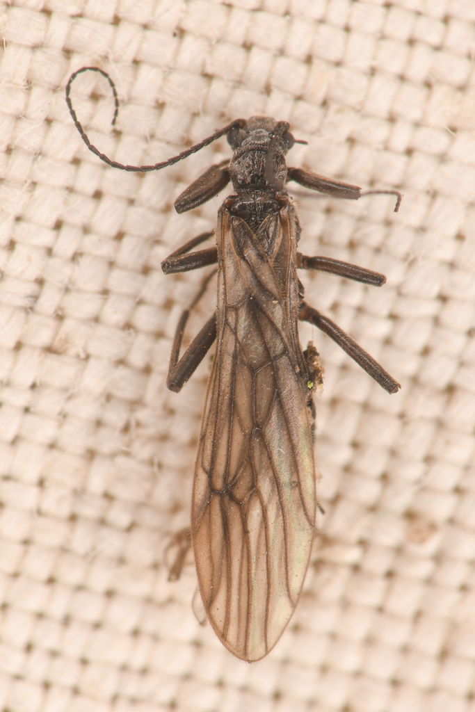 Swollen Snowfly