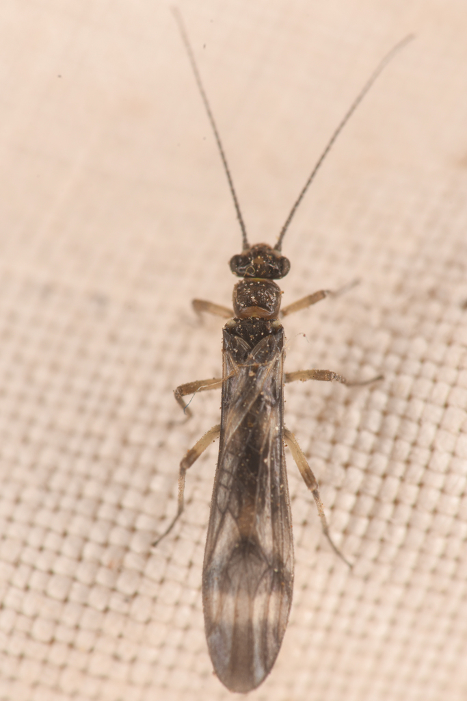 Banded Forestfly