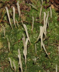 Lepidostroma