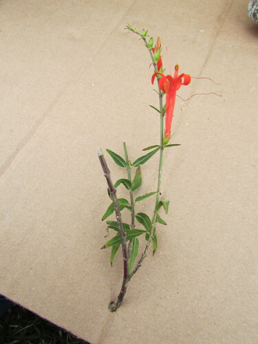 Image of Flame Acanthus (Anisacanthus quadrifidus) by (c) Carlos Martorell, some rights reserved (CC BY)