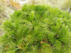 Aciphylla dieffenbachii