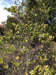 Crataegus reverchonii