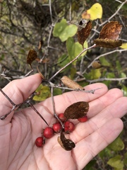 Crataegus reverchonii