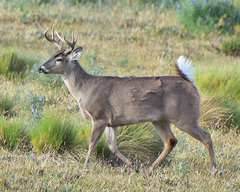 Odocoileus virginianus ustus