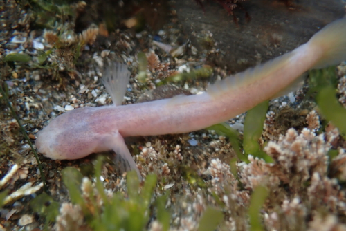 Blind goby (Typhlogobius californiensis) — Gobiidae — 3