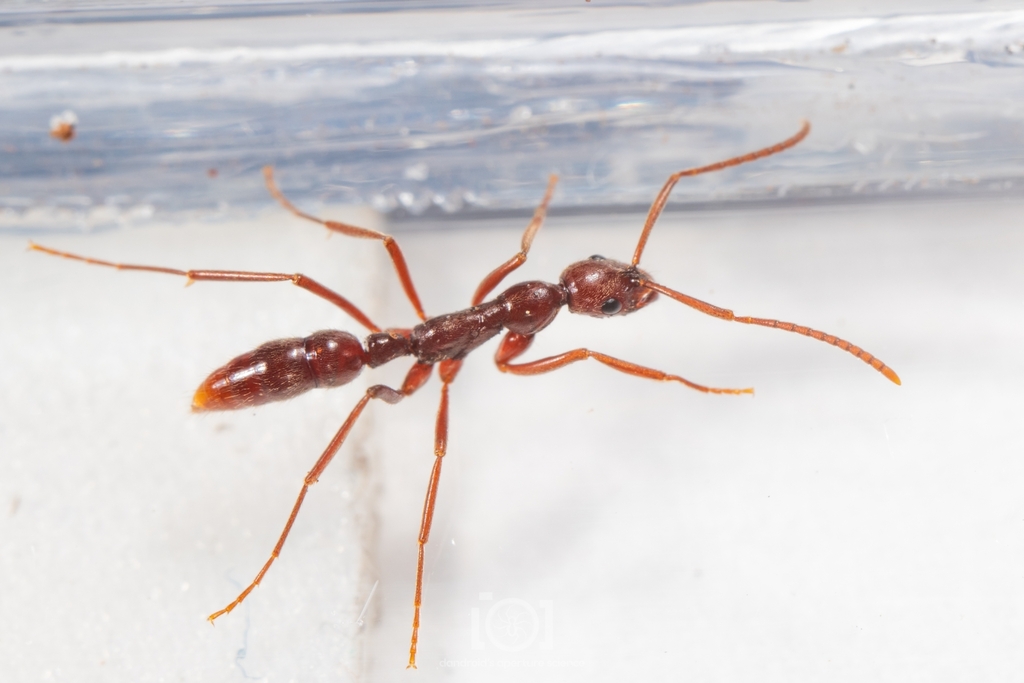 Florida Razorjaw Ant