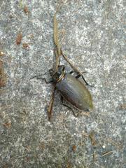 Acanthinodera cumingii