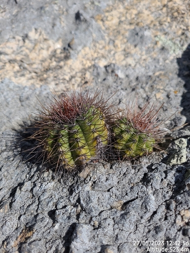 Melocactus ernestii