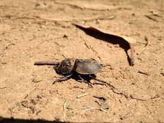 Apterodorcus bacchus