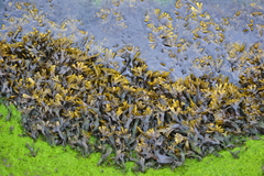 Fucus ceranoides