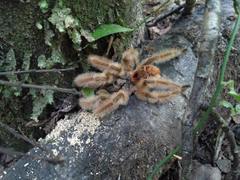 Phrixotrichus vulpinus