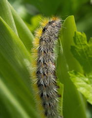Diacrisia purpurata