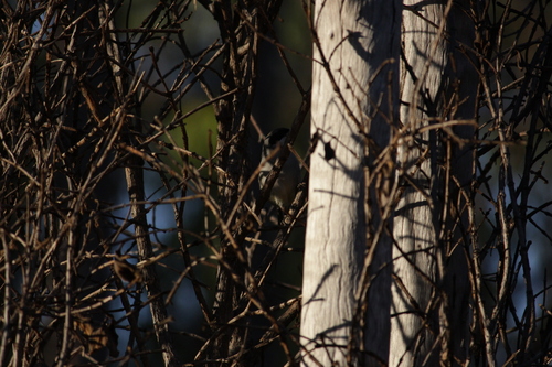 Shrike-like Tanager (Neothraupis fasciata), photo 5
