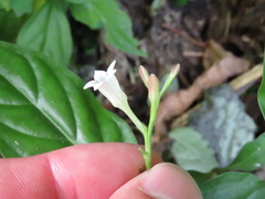 Spigelia