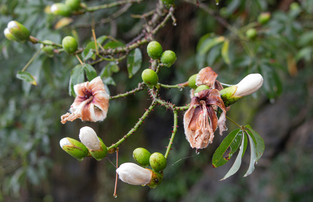 Ceiba insignis