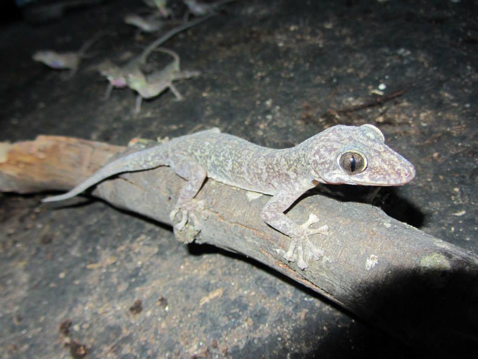 Del Campo's Leaf-Toed Gecko