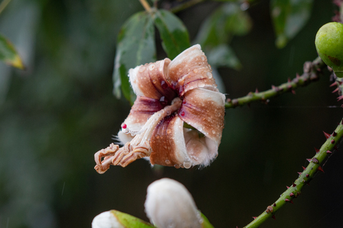 Ceiba erianthos