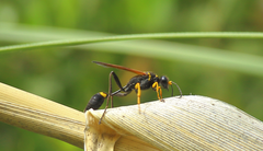 Sceliphron asiaticum chilense