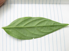 Spigelia