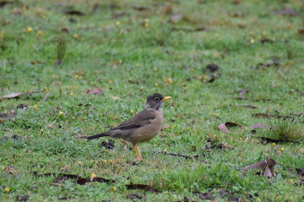 Austral Thrush (Magellan)