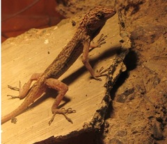 Anolis gadovii