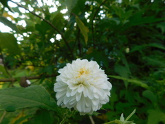 Montanoa grandiflora