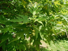 Montanoa grandiflora