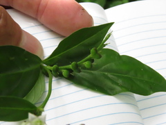 Spigelia