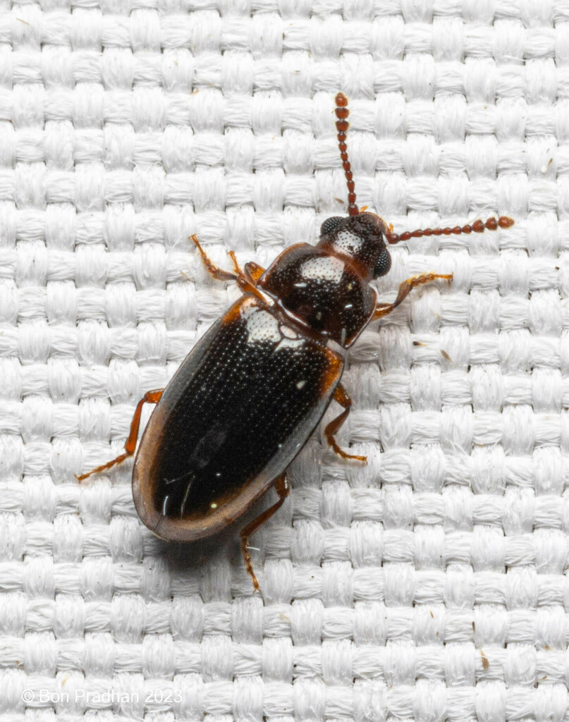 Cycadophila