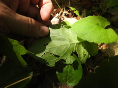 Scrobipalpula manierreorum