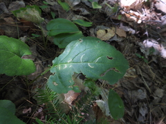 Scrobipalpula manierreorum