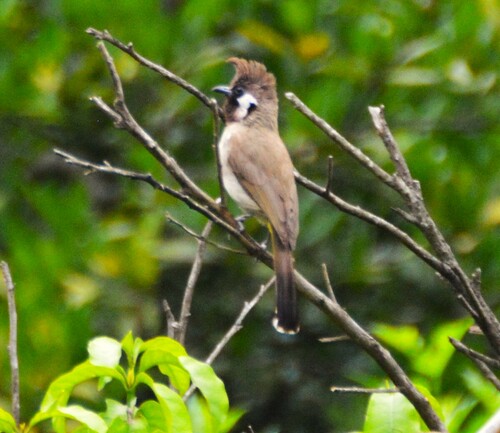 Himalayan Bulbul