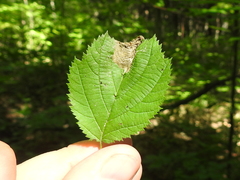 Orchestes mixtus
