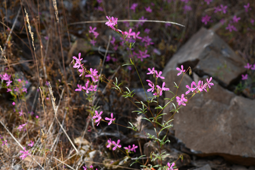 Merced clarkia (Clarkia lingulata)