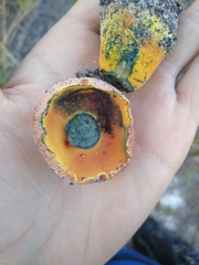 Butyriboletus floridanus image