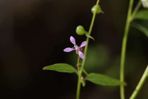 Mountain clarkia (Clarkia heterandra)