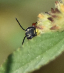 Coelioxys mexicanus