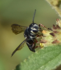 Coelioxys mexicanus
