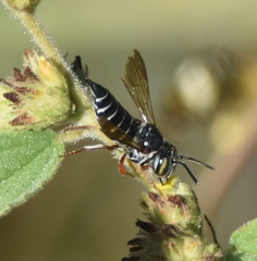Coelioxys mexicanus