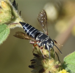 Coelioxys mexicanus