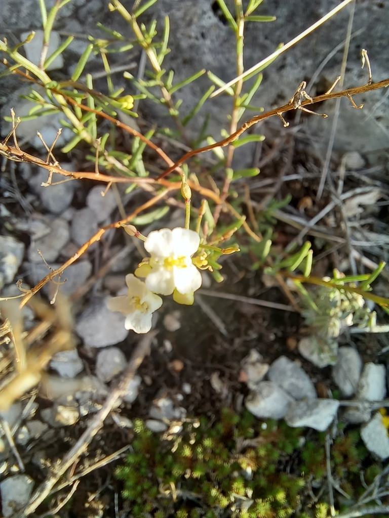 Asta schaffneri