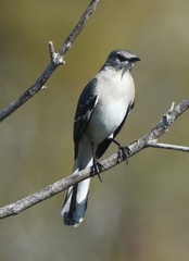 Mimus polyglottos image