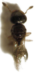 Odontacolus pintoi
