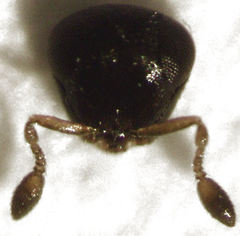 Odontacolus pintoi