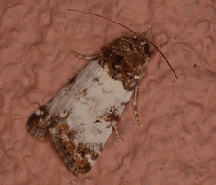 Pseudacontia crustaria