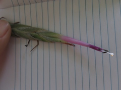 Tillandsia streptophylla