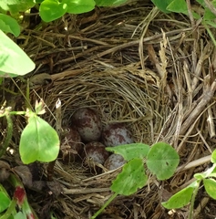 Passerculus sandwichensis