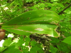 Phytosciara greylockensis